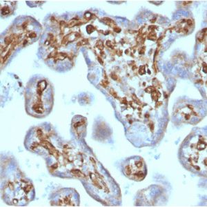 Formalin-fixed, paraffin-embedded human Placenta stained with Moesin Mouse Recombinant Monoclonal Antibody (rMSN/492).