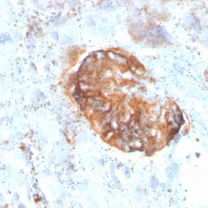 Formalin-fixed, paraffin-embedded human Kidney stained with MTAP Recombinant Mouse Monoclonal Antibody (rMTAP/1813).