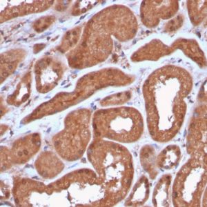 Formalin-fixed, paraffin-embedded human Kidney stained with MTAP Recombinant Rabbit Monoclonal Antibody (MTAP/3137R).