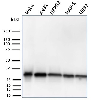 Western Blot Analysis of human HeLa, A431, HepG2, HAP1, U937 cell lysates using MTAP Recombinant Rabbit Monoclonal Antibody (MTAP/3137R).