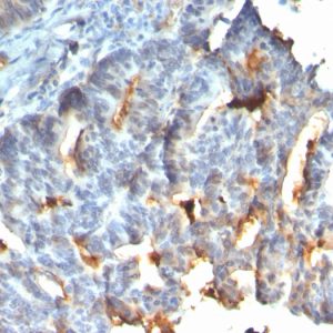 Formalin-fixed, paraffin-embedded human small intestine stained with MUC-1 Recombinant Mouse Monoclonal Antibody (rMUC1/955).