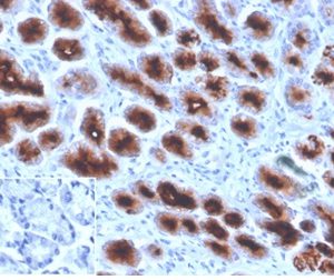 Formalin-fixed, paraffin-embedded human stomach stained with MUC1 Mouse Recombinant Monoclonal Antibody (Mc5). Inset: PBS instead of primary antibody, secondary negative control.