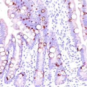 Formalin-fixed, paraffin-embedded human intestine stained with MUC2 Mouse Monoclonal Antibody (CCP58).