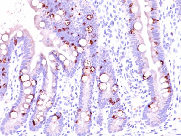 Formalin-fixed, paraffin-embedded human intestine stained with MUC2 Mouse Monoclonal Antibody (CCP58).