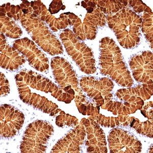 Formalin-fixed, paraffin-embedded human Stomach stained with MUC5AC Monoclonal Antibody (MUC5AC/917 + 41).