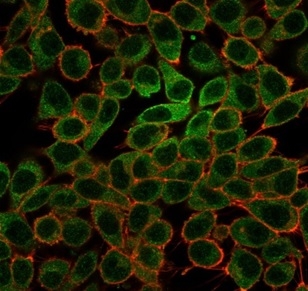 Immunofluorescence Analysis of PFA-fixed HeLa cells stained using L-Myc / MYCL Mouse Monoclonal Antibody (PCRP-MYCL-2D5) followed by goat anti-mouse IgG-CF488 (green). CF640A phalloidin (red).