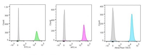 Flow cytometric analysis of human Nucleolin antigen on Jurkat cells. Grey: isotype control; green: FITC-labeled; purple: APC-labeled; Turquoise: AF700-labeled Nucleolin Mouse Monoclonal Antibody (NCL/902).