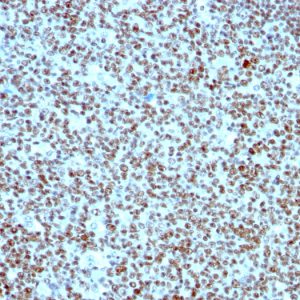 Formalin-fixed, paraffin-embedded human tonsil stained with Nucleolin Mouse Monoclonal Antibody (SPM614).