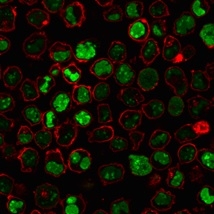 Immunofluorescence Analysis of PFA-fixed K562 cells stained with Nucleolin Mouse Monoclonal Antibody (364-5 + NCL/902) followed by goat anti-mouse IgG-CF488 (green). Membrane is stained with Phalloiden-CF640.
