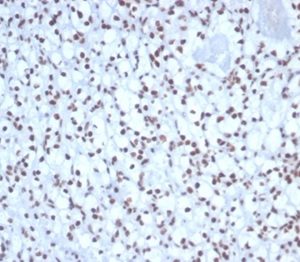 Formalin-fixed, paraffin-embedded human kidney stained with Nucleolin Mouse Monoclonal Antibody (NCL/7338). HIER: Tris/EDTA, pH9.0, 45min. 2°C: HRP-polymer, 30min. DAB, 5min.
