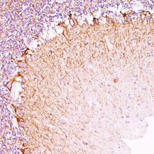 Formalin-fixed, paraffin-embedded human Cerebellum stained with Neurofilament Mouse Monoclonal Antibody (NR-4).
