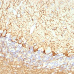 Formalin-fixed, paraffin-embedded Rat Cerebellum stained with Neurofilament Monoclonal Antibody (NFL/736).