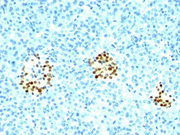 Formalin-fixed, paraffin-embedded human Pancreas stained with NKX2.2 Mouse Monoclonal Antibody (NX2/294).