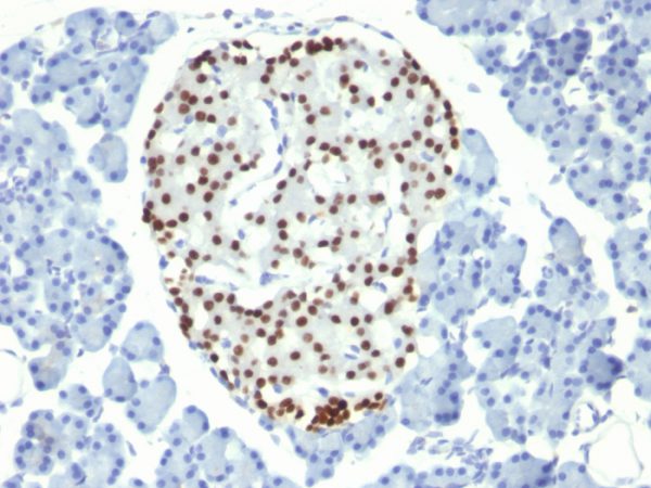 Formalin-fixed, paraffin-embedded Rat Pancreas stained with NKX2.2 Mouse Monoclonal Antibody (NX2/294).