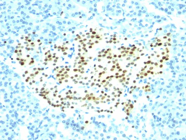 Formalin-fixed, paraffin-embedded human Pancreas stained with NKX2.2 Monoclonal Antibody (SPM564).