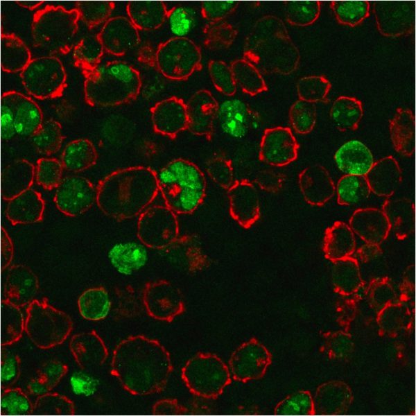 Immunofluorescence staining of K562 cells using Nucleophosmin Mouse Monoclonal Antibody (NPM1/3286) followed by goat anti-Mouse IgG conjugated to CF488 (green). Nuclei are stained with Reddot.