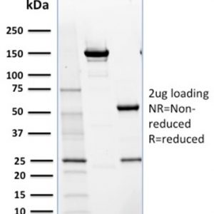 SDS-PAGE Analysis of Purified NRF1 Mouse Monoclonal Antibody (NRF1/2609). Confirmation of Purity and Integrity of Antibody.