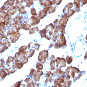 Formalin-fixed, paraffin-embedded Rat Pancreas stained with ODC1 Mouse Monoclonal Antibody (ODC1/485).