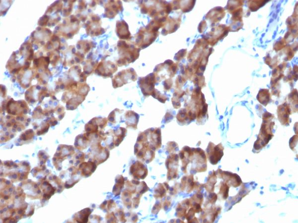 Formalin-fixed, paraffin-embedded Rat Pancreas stained with ODC1 Mouse Monoclonal Antibody (ODC1/485).