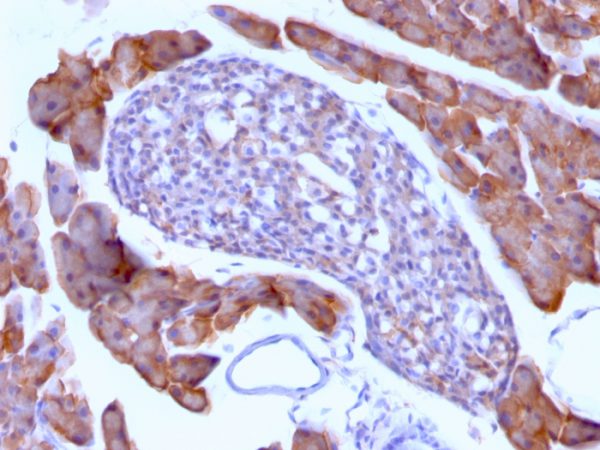 Formalin-fixed, paraffin-embedded Mouse Pancreas stained with ODC1 Mouse Monoclonal Antibody (ODC1/485).