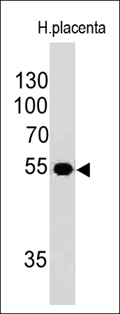 Western Blot Analysis of human placental lysate using ODC-1 Mouse Monoclonal Antibody (ODC1/485).