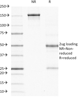 SDS-PAGE Analysis Purified ODC-1 Mouse Monoclonal Antibody (ODC1/485). Confirmation of Purity and Integrity of Antibody.