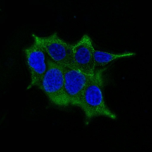 Confocal immunofluorescence image of LNCaP cells using AF488 labeled ODC-1 Mouse Monoclonal Antibody (ODC1/485) (Green). Nuclei are counter stained with DAPI (Blue).