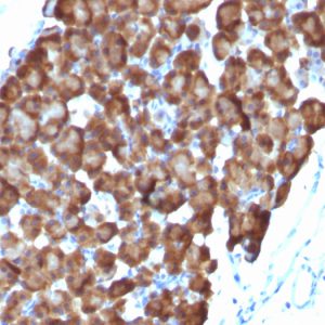 Formalin-fixed, paraffin-embedded Rat Pancreas stained with ODC1 Mouse Monoclonal Antibody (ODC1/486).