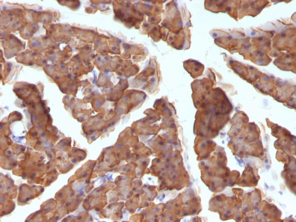 Formalin-fixed, paraffin-embedded Mouse Pancreas stained with ODC1 Mouse Monoclonal Antibody (ODC1/486).