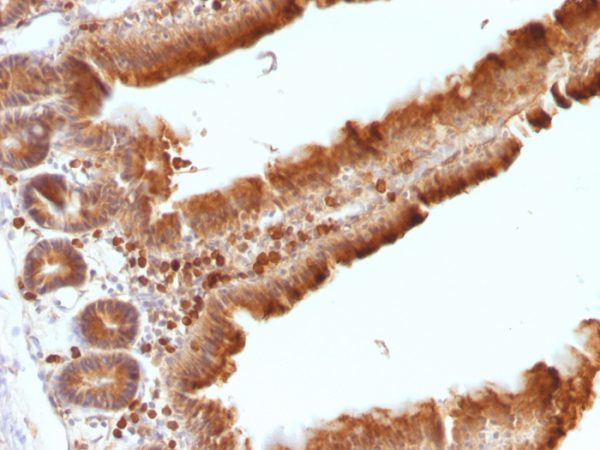 Formalin-fixed, paraffin-embedded Mouse Small Intestine stained with ODC1 Mouse Monoclonal Antibody (ODC1/486).