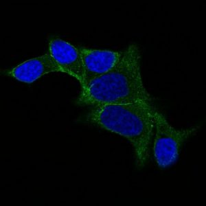 IF staining of LNCap cells using AF488 labeled ODC1 Monoclonal Antibody (ODC1/487) (Green). DAPI was used to stain the cell nuclei (blue).