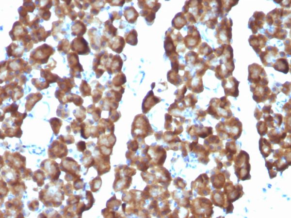 Formalin-fixed, paraffin-embedded Rat Pancreas stained with ODC1 Monoclonal Antibody (ODC1/487)