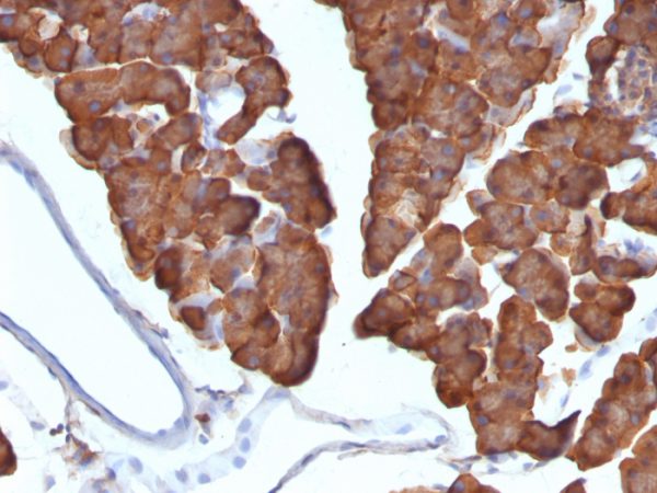 Formalin-fixed, paraffin-embedded Mouse Pancreas stained with ODC1 Monoclonal Antibody (ODC1/487)