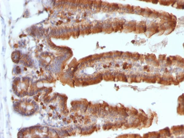Formalin-fixed, paraffin-embedded Mouse Small Intestine stained with ODC1 MAb (ODC1/487)