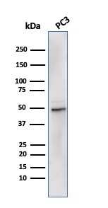 Western Blot Analysis of PC3 cell lysate using ODC-1 Recombinant Mouse Monoclonal Antibody (rODC1/485).