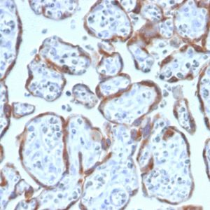Formalin-fixed, paraffin-embedded human Placenta stained with PAPP-A Mouse Monoclonal Antibody (PAPPA/2717).
