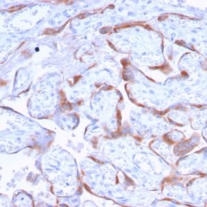 Formalin-fixed, paraffin-embedded human Placenta stained with PAPP-A Mouse Monoclonal Antibody (PAPPA/2718).