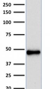 Western Blot Analysis of human Raji cell lysate using PAX5 Mouse Recombinant Monoclonal Antibody (rPAX5/2060).