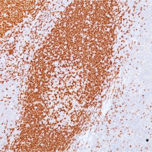 Formalin-fixed, paraffin-embedded human Tonsil stained with PAX5 Mouse Monoclonal Antibody (PAX5/3735).