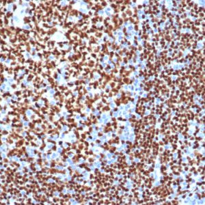 Formalin-fixed, paraffin-embedded human tonsil stained with PAX5 Recombinant Rabbit Monoclonal Antibody (PAX5/3977R).