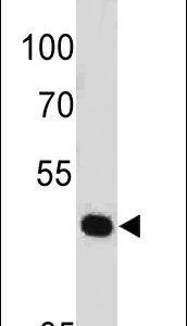 Western Blot of HeLa cell lysate using PAX7 Mouse Monoclonal Antibody (PAX7/497).