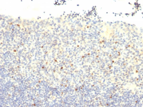 Formalin-fixed, paraffin-embedded human tonsil stained with FOXP3 Mouse Monoclonal Antibody (FXP3/197).