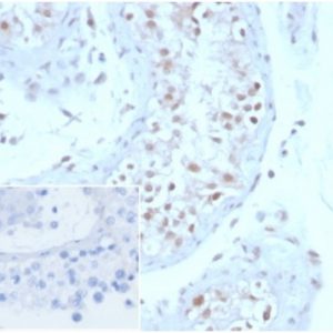 Formalin-fixed, paraffin-embedded human testis stained with Geminin Mouse Monoclonal Antibody (GMNN/3665). Inset: PBS instead of primary antibody; secondary only negative control.