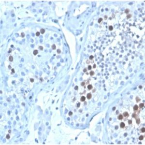 Formalin-fixed, paraffin-embedded human testis stained with Geminin Mouse Monoclonal Antibody (GMNN/4033).