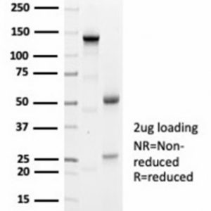 SDS-PAGE Analysis of Purified Geminin Rabbit Monoclonal Antibody (GMNN/7037R). Confirmation of Purity and Integrity of Antibody.