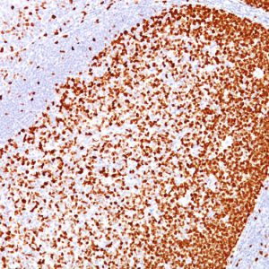 Formalin-fixed, paraffin-embedded human Tonsil stained with PCNA Mouse Monoclonal Antibody (PC10).
