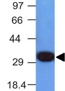 Western Blot Analysis of HepG2 cell lysate using PCNA Monoclonal Antibody (PCNA/694)