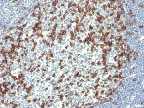 Formalin-fixed, paraffin-embedded human Tonsil stained with PD1 (CD279) Monoclonal Antibody (PDCD1/922).