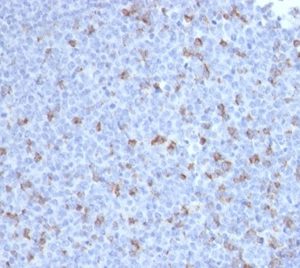 Formalin-fixed, paraffin-embedded human tonsil stained with PD1 (CD279) Mouse Monoclonal Antibody (PDCD1/2720). HIER: Tris/EDTA, pH9.0, 45min. 2°C: HRP-polymer, 30min. DAB, 5min.