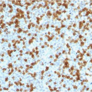 Formalin-fixed, paraffin-embedded human Tonsil stained with PD1 (CD279) Rabbit Recombinant Monoclonal Antibody (PDCD1/1410R).